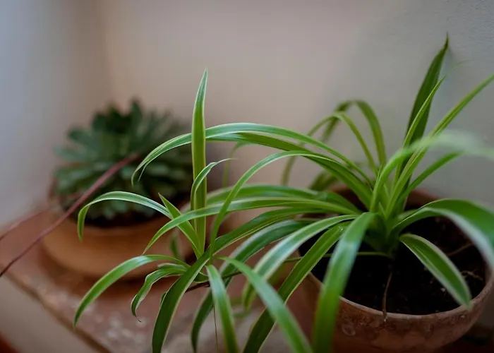 Casa Vecchia Morcella